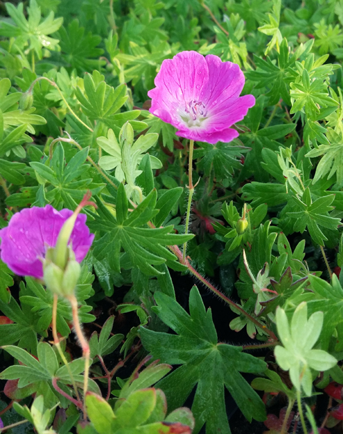 Geranium sanguineum `Cedric Morris`